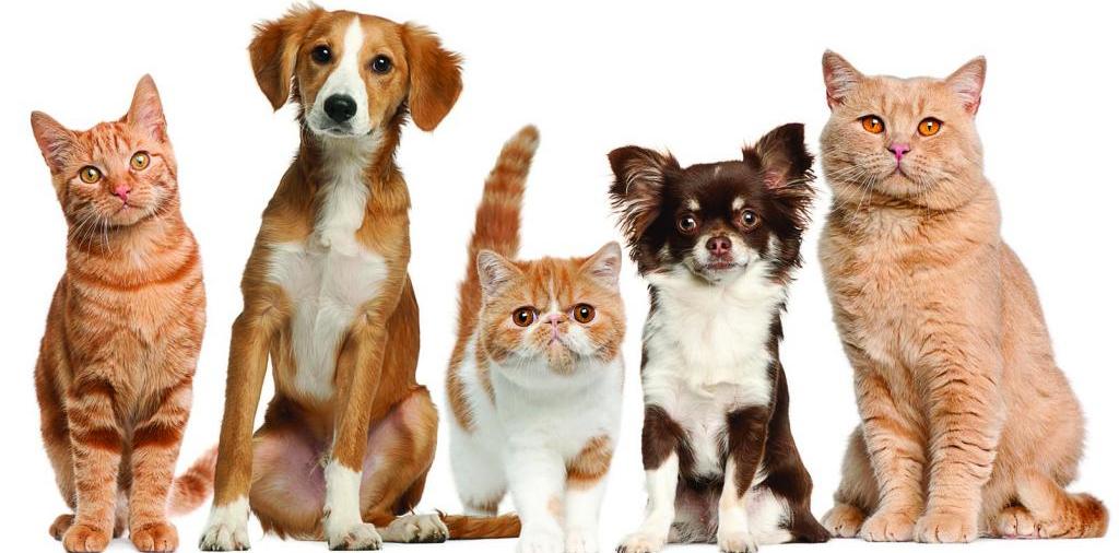 Доска объявлений о животных | ЗооТом - продажа, вязка и услуги для животных в Киренске