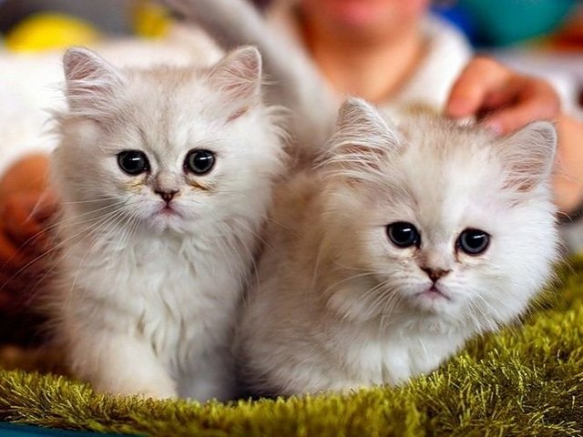 Породы кошек в Киренске | ЗооТом портал о животных