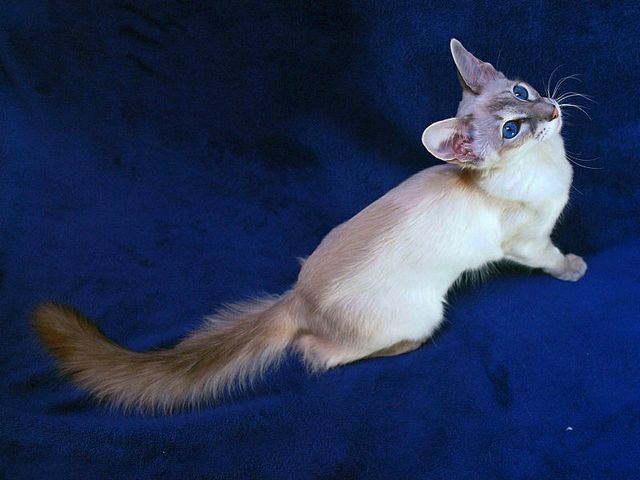 Выведенные породы кошек в Киренске | ЗооТом портал о животных