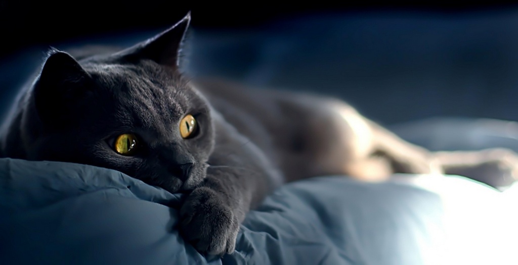 Объявления о кошках | ЗооТом - продажа, вязка и услуги для животных в Киренске