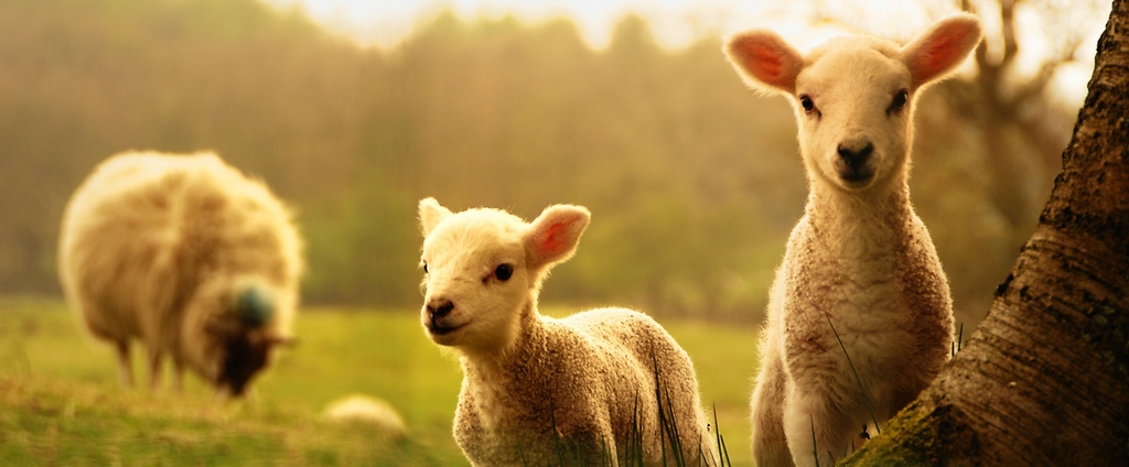 Объявления о сельскохозяйственных животных | ЗооТом - продажа, вязка и услуги для животных в Киренске