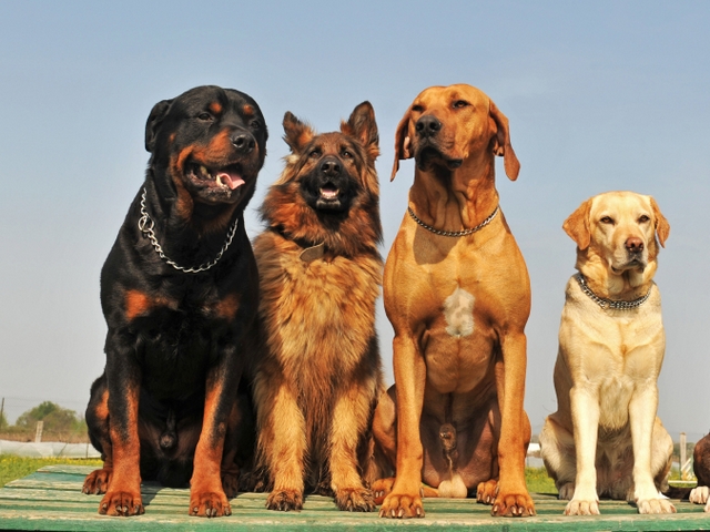 Крупные породы собак в Киренске | ЗооТом портал о животных