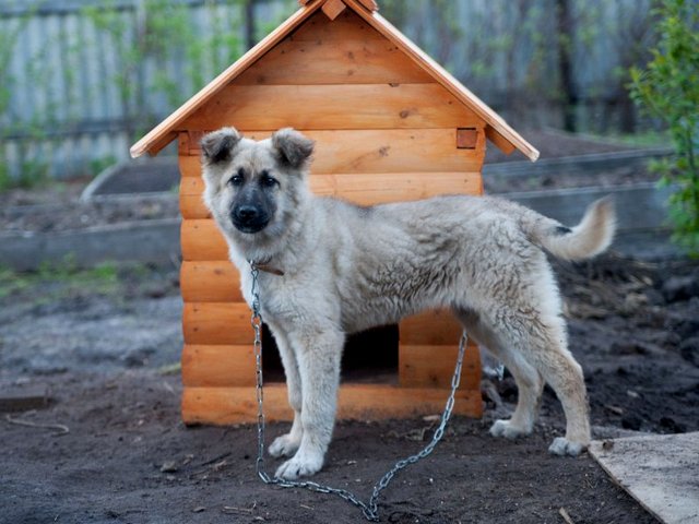 Все о собаках в Киренске